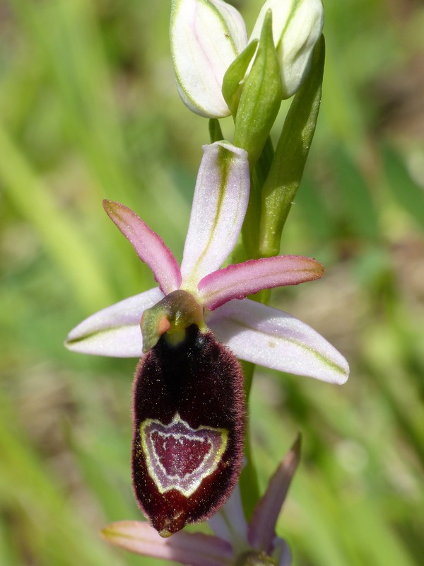 Prima fioritura di orchidee a Palena nel Parco Nazionale della Majella - maggio 2022.